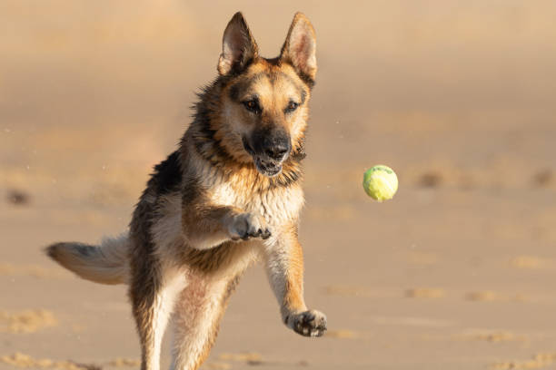 istock German Shepard on San Carlos Beach, Monterey, CA 1321802975