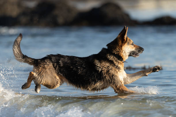German Shepard on San Carlos Beach, Monterey, CA
