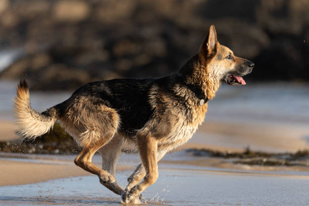 istock German Shepard on San Carlos Beach, Monterey, CA 1321802981