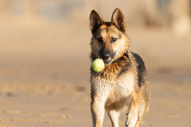 istock German Shepard on San Carlos Beach, Monterey, CA 1321802988