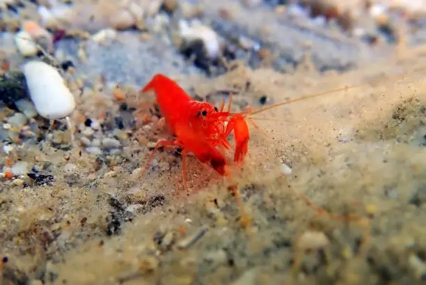 Photo of Red pistol snapping shrimp - Alpheus macrocheles