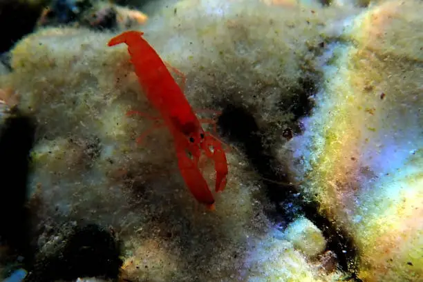 Photo of Red pistol snapping shrimp - Alpheus macrocheles
