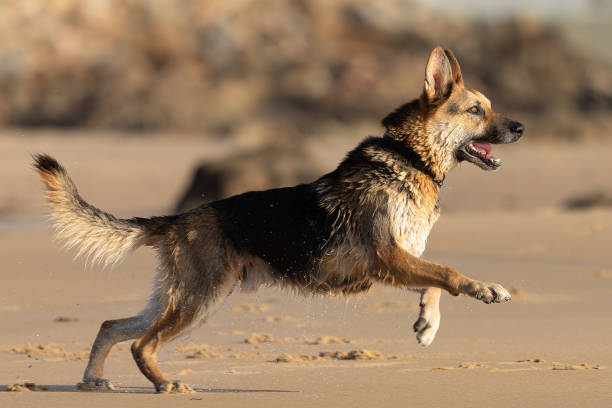 istock German Shepard on San Carlos Beach, Monterey, CA 1321803251