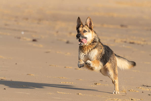 istock German Shepard on San Carlos Beach, Monterey, CA 1321803254
