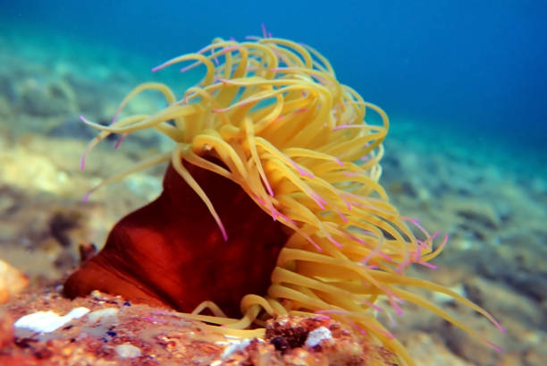 istock Snakelocks sea anemone - Sulcata anemonia 1321804250