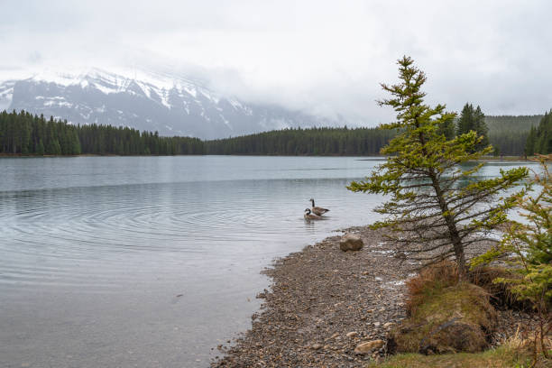 istock A Pair of Canada Geese at Two Jack Lake 1321804464