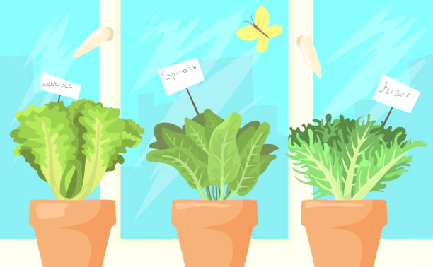 свежие листья салата в горшках мультфильм иллюстрации - backgrounds lettuce agriculture botany stock illustrations