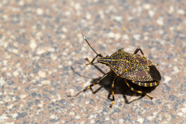 istock Halyomorpha halys（kusagi-kamemushi） 1321808826