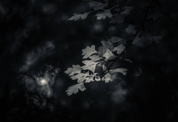 istock The forest betweem light and darkness 1321810098