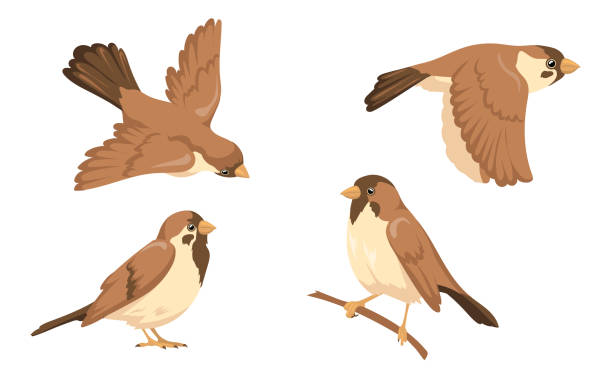 stockillustraties, clipart, cartoons en iconen met de vectorillustraties van het muskarakterreeks - sparrows