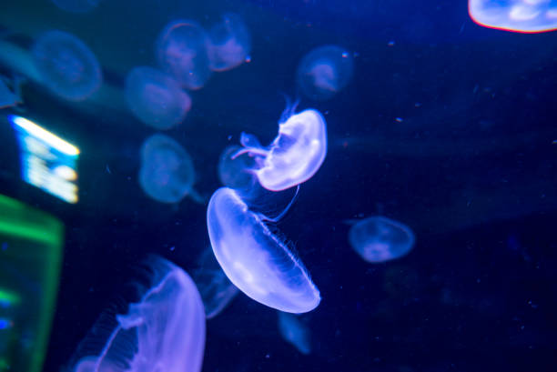 istock Moon jellyfish Aurelia aurita on blue background 1321814541