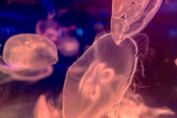 istock Moon jellyfish Aurelia aurita swims under water 1321814546
