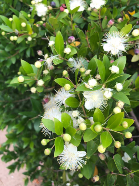 istock beautiful bush white flowers 1321815135