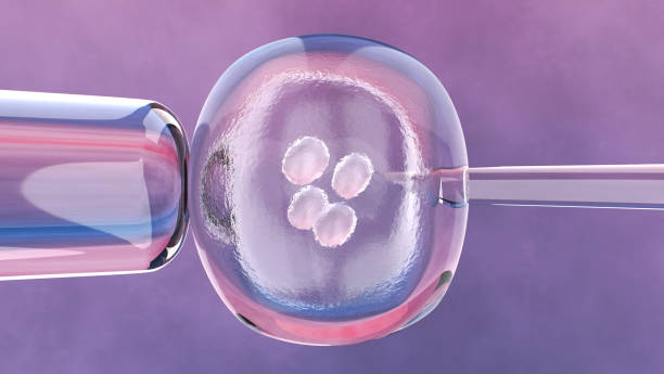 胚胎細胞和針的微觀視圖 - 體外受精 不育 圖片 個照片及圖片檔