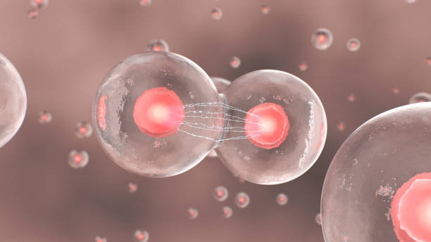 istock Cell division in the human body 1321816204