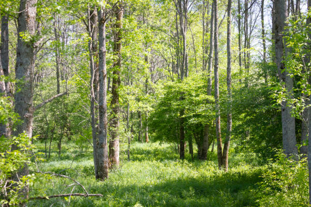 Serene Forest on a Summer Day