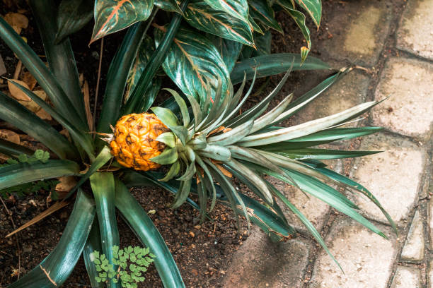istock pineapple growing in the tropical green house 1321819003