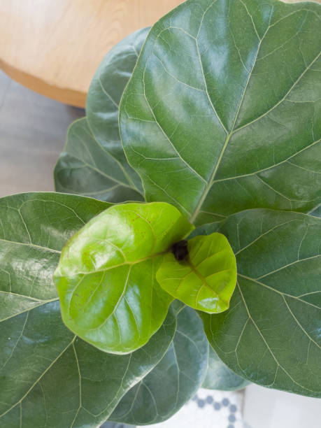 istock Top view of fiddle leaf fig 1321819474