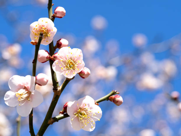 istock Japanese white plum blossom 1321824039