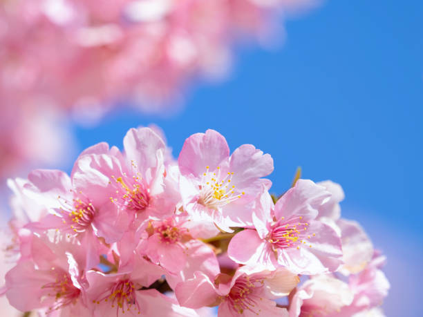 istock Japanese cherry blossoms in full bloom 1321824192