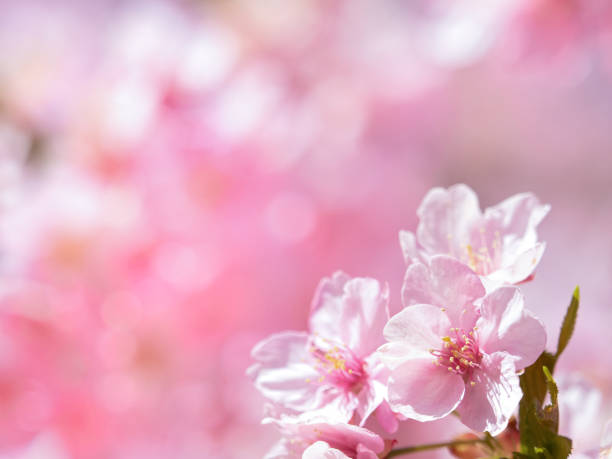 japanische kirschblüten in voller blüte - japanische blütenkirsche stock-fotos und bilder