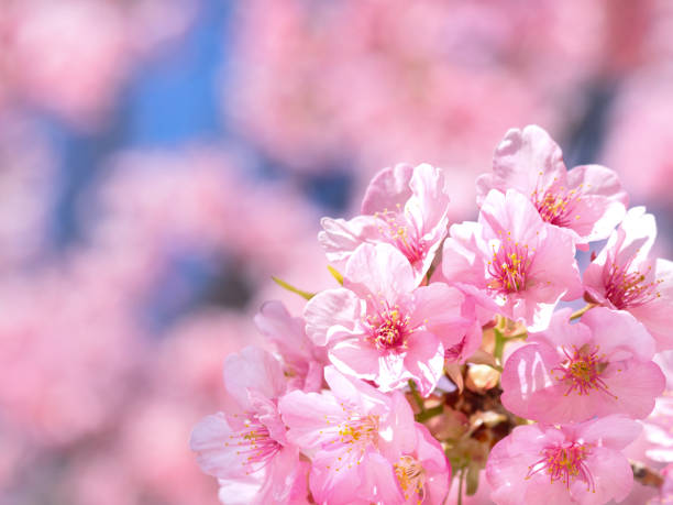 istock Japanese cherry blossoms in full bloom 1321824261