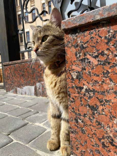 istock Whiskered tabby gray cat near marble wall. 1321824980
