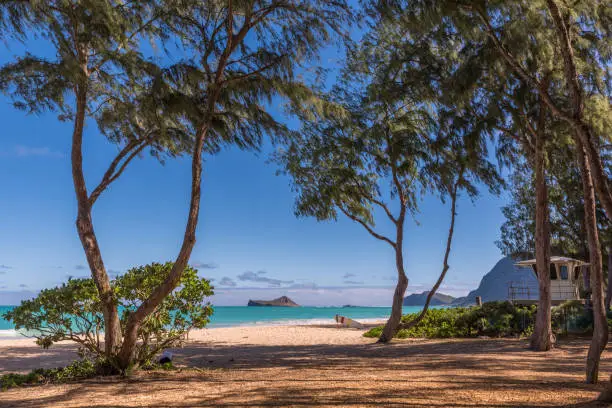 Photo of Waimanalo Beach and a lifeguard tower through ironwood trees in Hawaii