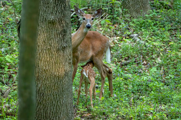 istock White-tailed deer, hind suckling small fawn 1321825376