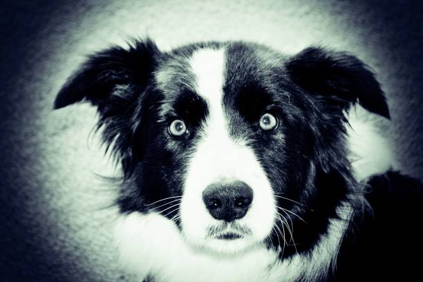 istock Border Collie Dog in Home Interior 1321825676