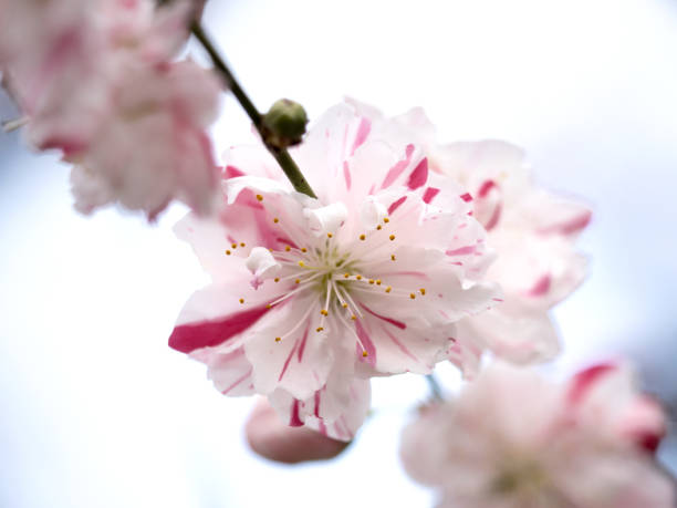 istock Japanese flower peach 1321826313