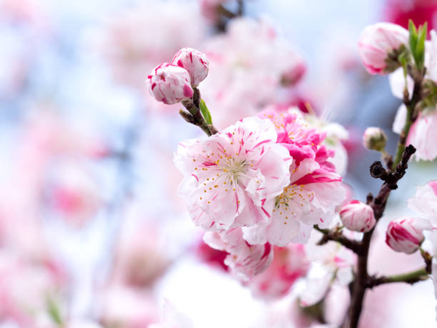 istock Japanese flower peach 1321826599
