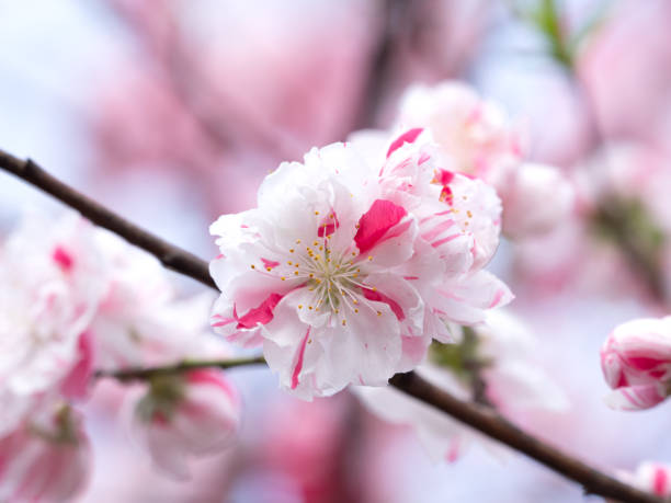 istock Japanese flower peach 1321826642