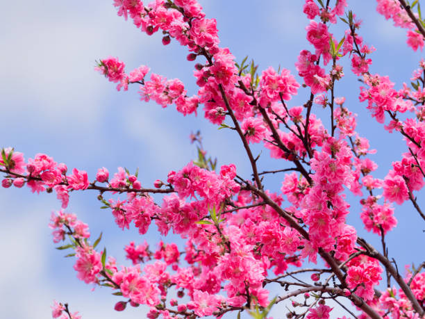 istock Japanese flower peach 1321826651