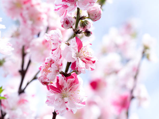 istock Japanese flower peach 1321826660
