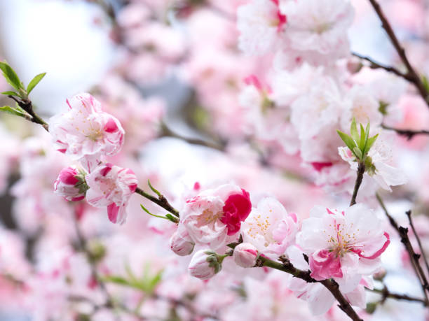istock Japanese flower peach 1321826670