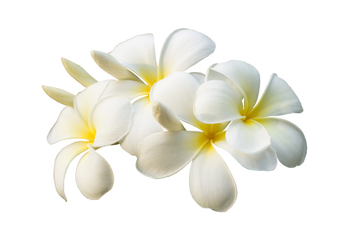 Frangipani flowers group  isolated on white background