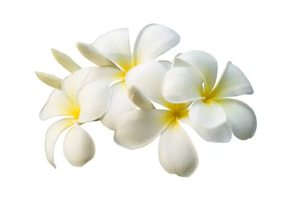 White plumeria flower isolated on white with clipping path