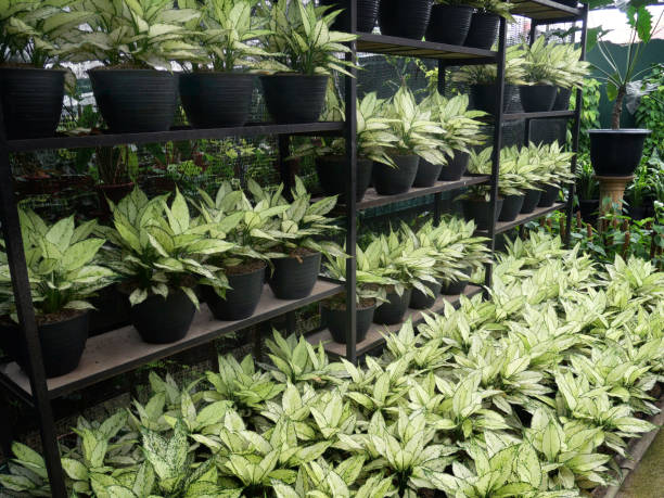 istock tropical plants in nursery garden 1321836746