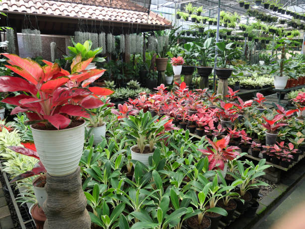 istock tropical plants in nursery garden 1321836747