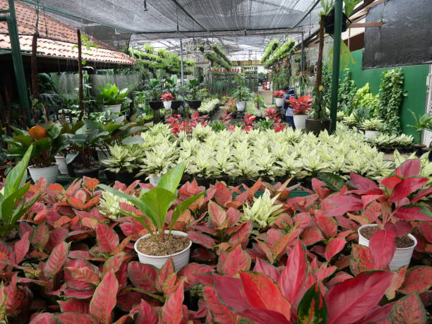 istock tropical plants in nursery garden 1321836751