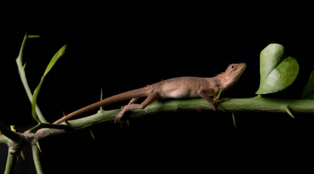 istock chameleon on branch with black background 1321838117
