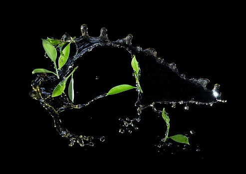 Vividly flying in the air green tea leaves with tea splashing isolated on black background