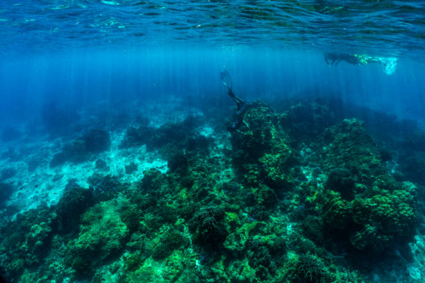 istock underwater scene with coral reef and fish. 1321845110