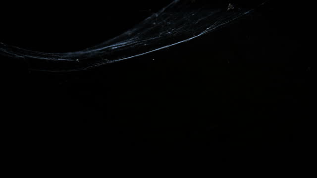 Cobweb or spider web on black background.