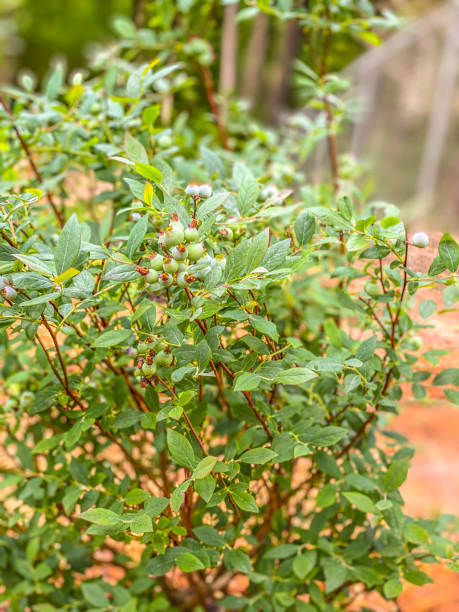 istock Blueberries - Home Gardening 1321846258