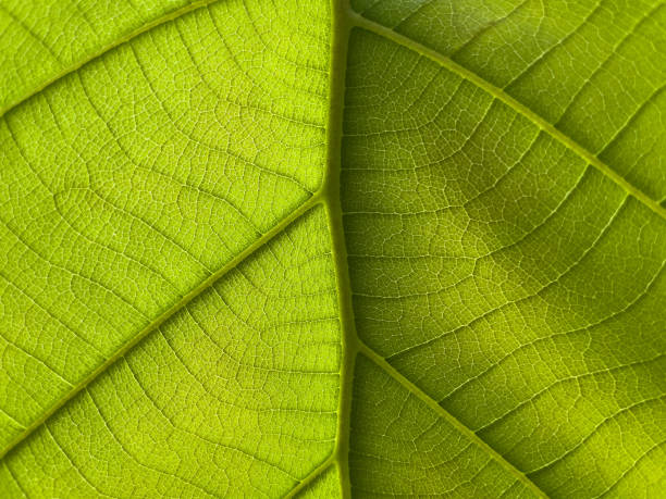 istock Back photo of green leaves. 1321846884