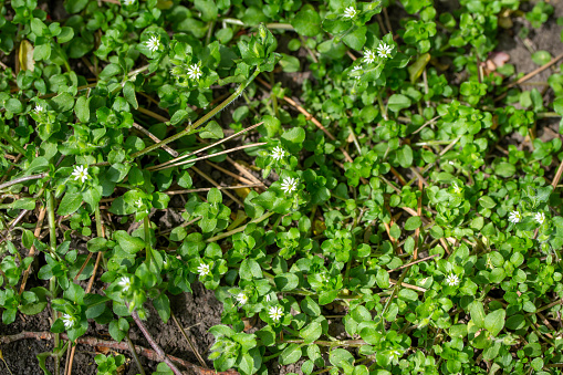 Full frame texture background view of common chickweed flowers (Stellaria media) with tiny white flower blossoms and edible green leaves. Often considered a weed in lawns.