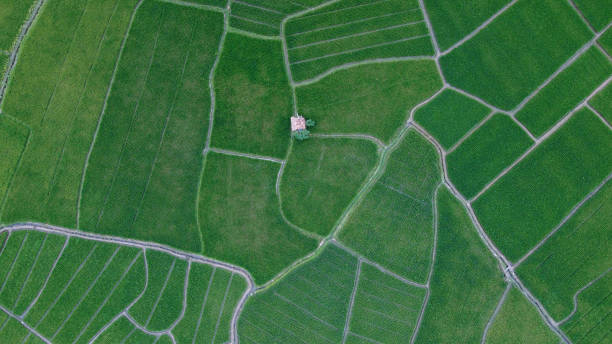 istock hut in the middle of rice field 1321849531