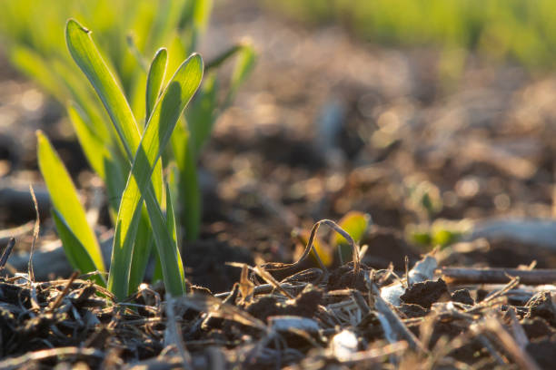 barley sprouts in the soil in the sun - barley grass seedling green imagens e fotografias de stock